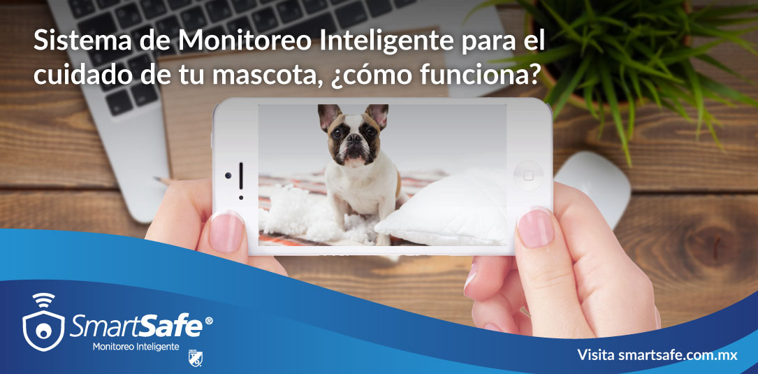 Sistema de Monitoreo Inteligente para el cuidado de tu mascota, ¿cómo funciona?